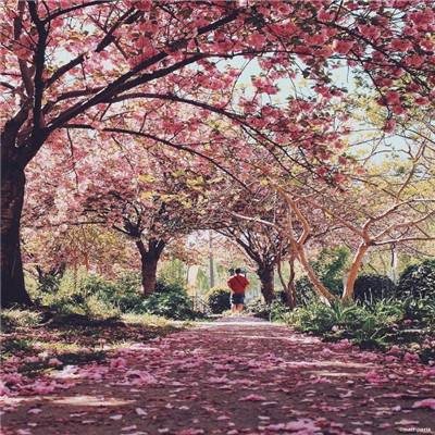 正版舞会森林截图