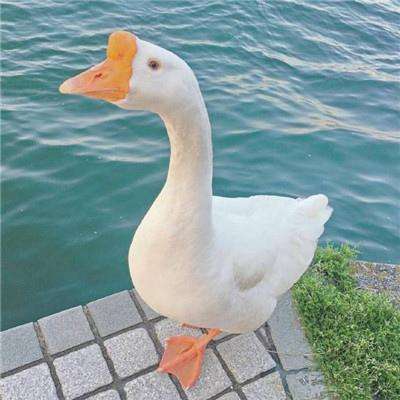 bob·体育综合app手机app下载