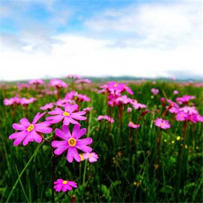 永盈会下载手机版