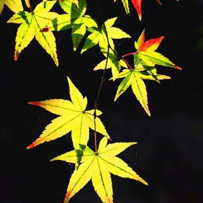 开云app手机版下载