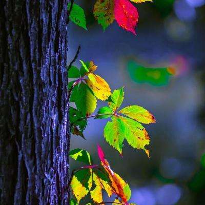 今期澳门三肖三码开一码手机app下载