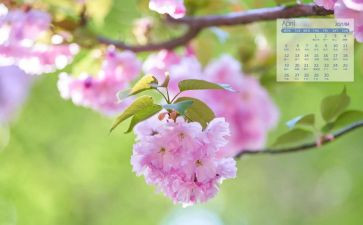 2024年4月卫生月总结8篇