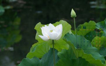 6月份销售工作计划8篇