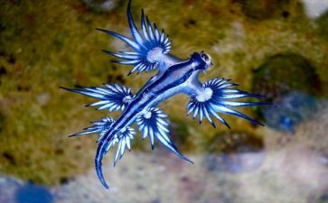初中生物八上教学计划模板7篇