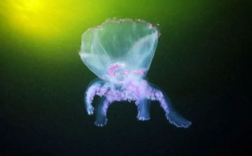 生物细胞教案6篇