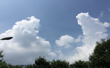树的变化教案优质5篇