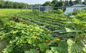 蔬菜活动方案8篇