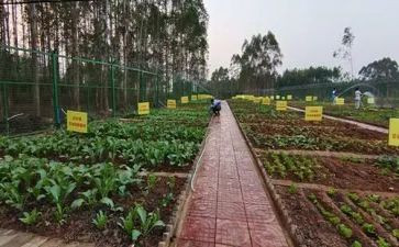 我的乐园爷爷的菜地作文7篇