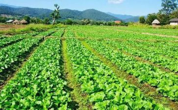 蔬菜营养多教案5篇