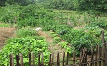 送蔬菜教案8篇