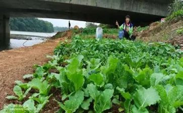 菜市场调查心得体会6篇