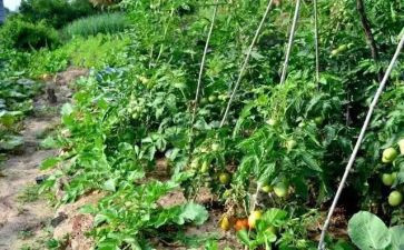 奶奶家的菜园作文6篇