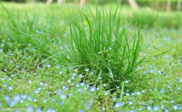 如果我是一棵小草的作文8篇