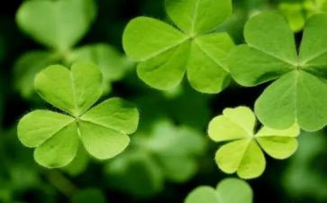 草房子的,读后感最新5篇