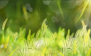含羞草,作文6篇