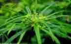 《草房子》的读书心得推荐7篇