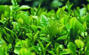 与茶有关的读后感作文精选6篇