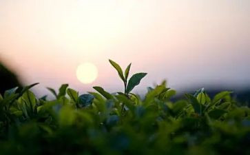 茶专业自我鉴定最新5篇