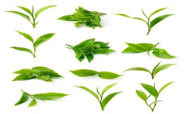 茶专业自我鉴定参考7篇
