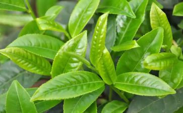 奶茶活动方案精选8篇
