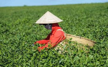 与茶有关的读后感作文5篇