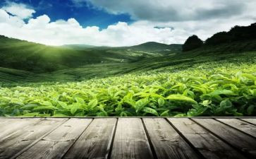 茶文化节活动方案7篇