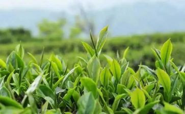茶的活动总结最新6篇