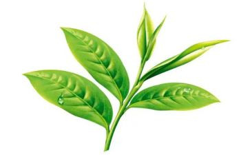 关于茶主题活动方案最新6篇