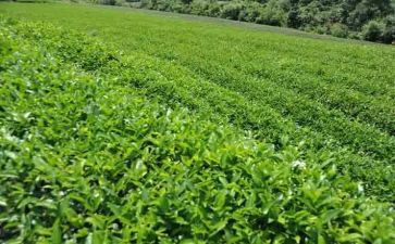 关于茶主题活动方案5篇