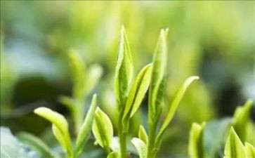 我是一片茶作文优质5篇