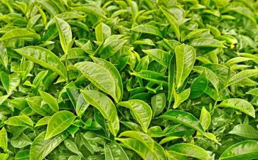茶专业自我鉴定8篇