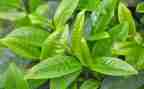 奶茶活动方案精选8篇