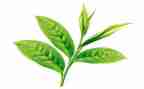 关于茶主题活动方案最新6篇