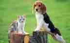 宠物犬买卖合同6篇