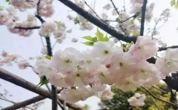 青春期里说青春作文最新8篇