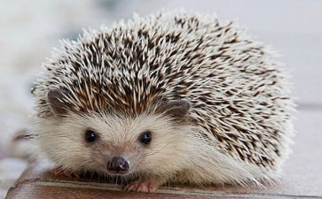 小刺猬幼儿园教案6篇