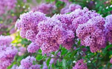 丁香节教案优质8篇