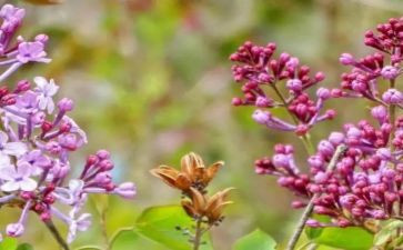 丁香节教案6篇