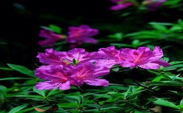 写?杜鹃的作文8篇