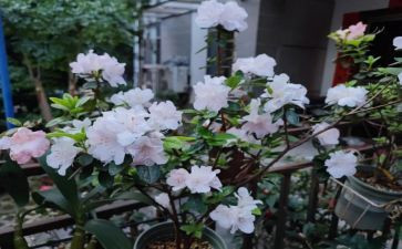 杜鹃写作文8篇