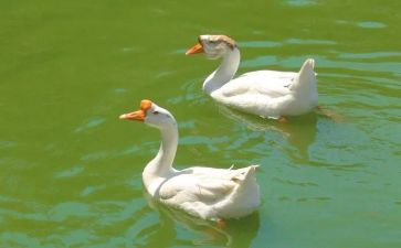 托班鹅的教案推荐6篇