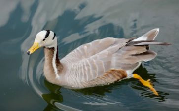 托班鹅的教案5篇