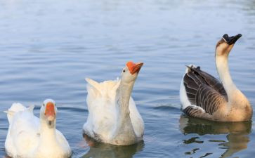 托班鹅的教案最新7篇