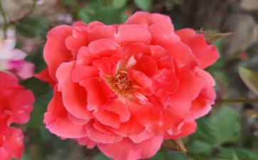 芬芳作文推荐8篇