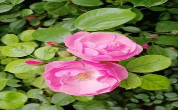 《芬芳》作文模板5篇