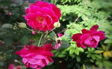 芬芳,作文优秀8篇