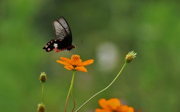 《芬芳》作文通用6篇