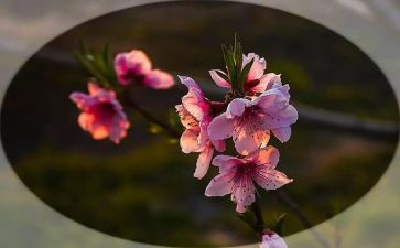 芬芳作文优质8篇