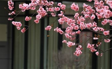 《芬芳》作文参考8篇