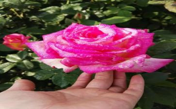 《芬芳》作文精选8篇